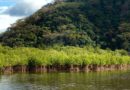 SM Prime’s Costa Del Hamilo, Inc Protects Mangroves