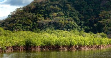 SM Prime’s Costa Del Hamilo, Inc Protects Mangroves